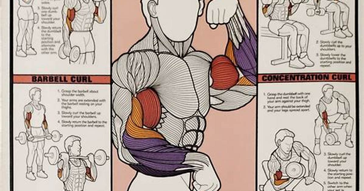 The Ultimate Forearm and Bicep Guide How to Curl for Complete Arm