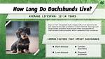 The Ultimate Long Haired Dachshund Lifespan Guide: Health Risks, Care Tips, and Golden Year's