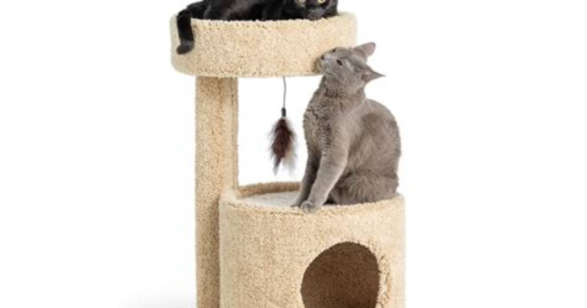 The Ultimate Petsmart Kitty Condo Buyer S Guide Size Style And