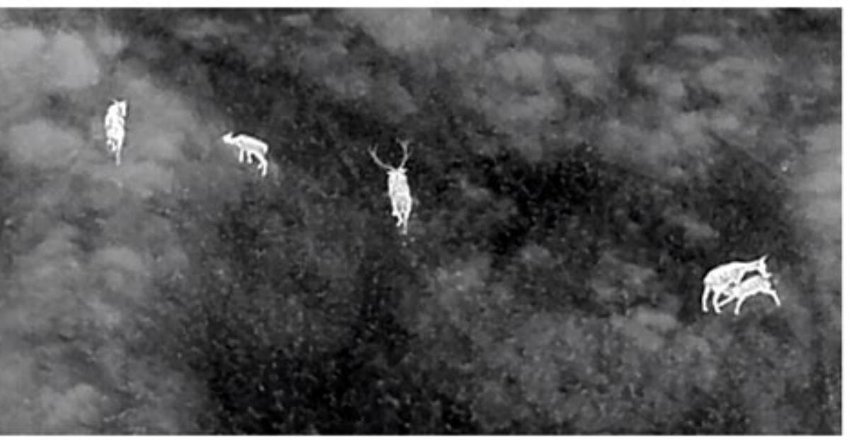 Thermal Cameras and Aerial Runs the Visual Reality of Modern Hog