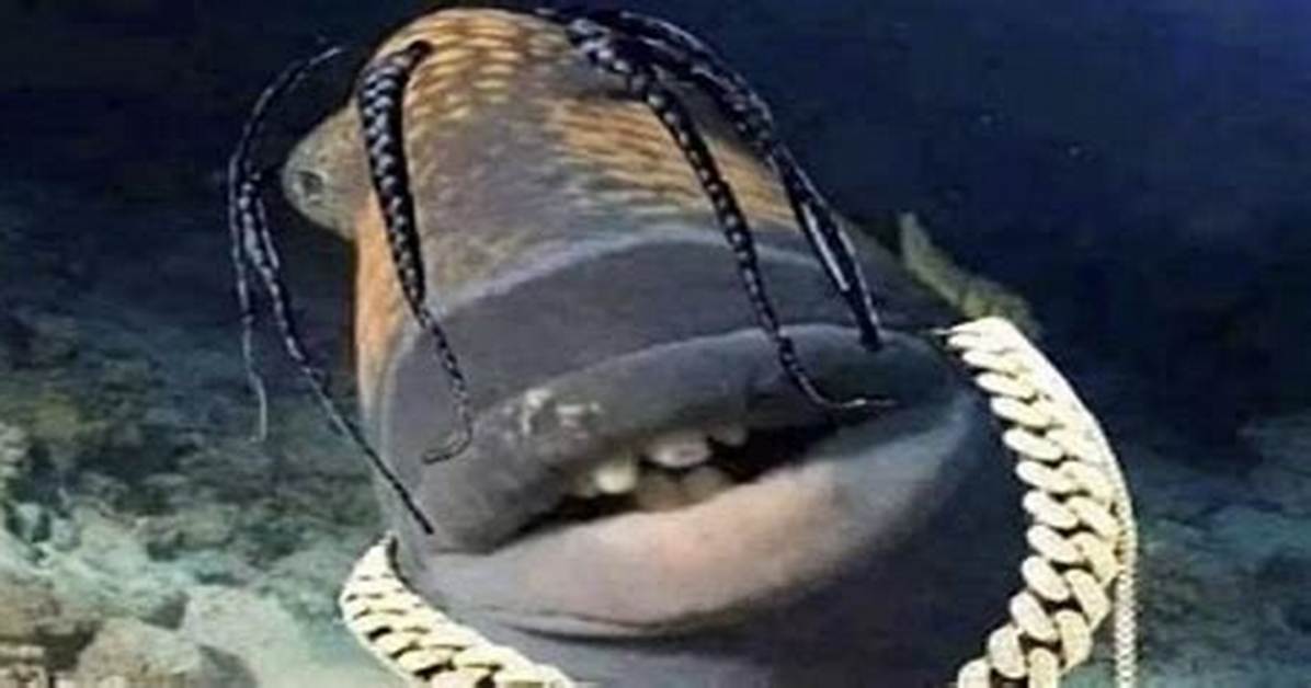 Travis Scott and Fish Fact Checking the Videos the Collaborations and The