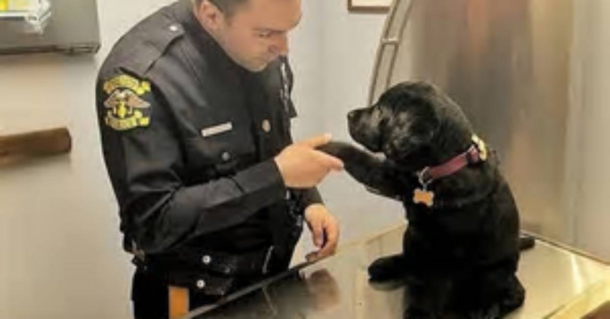 Unpacking the Can I Touch Your Dog Phenomenon Real Origin Or