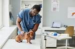 Veterinarian Fact-Check: Are Dachshunds Low-Maintenance Shedders?