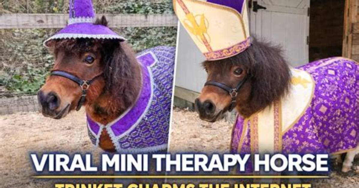 Viral Horse and Miniature Donkey Videos Exposed Real Breeding Or