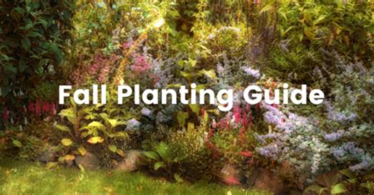 Visual Proof How Late Fall Planting