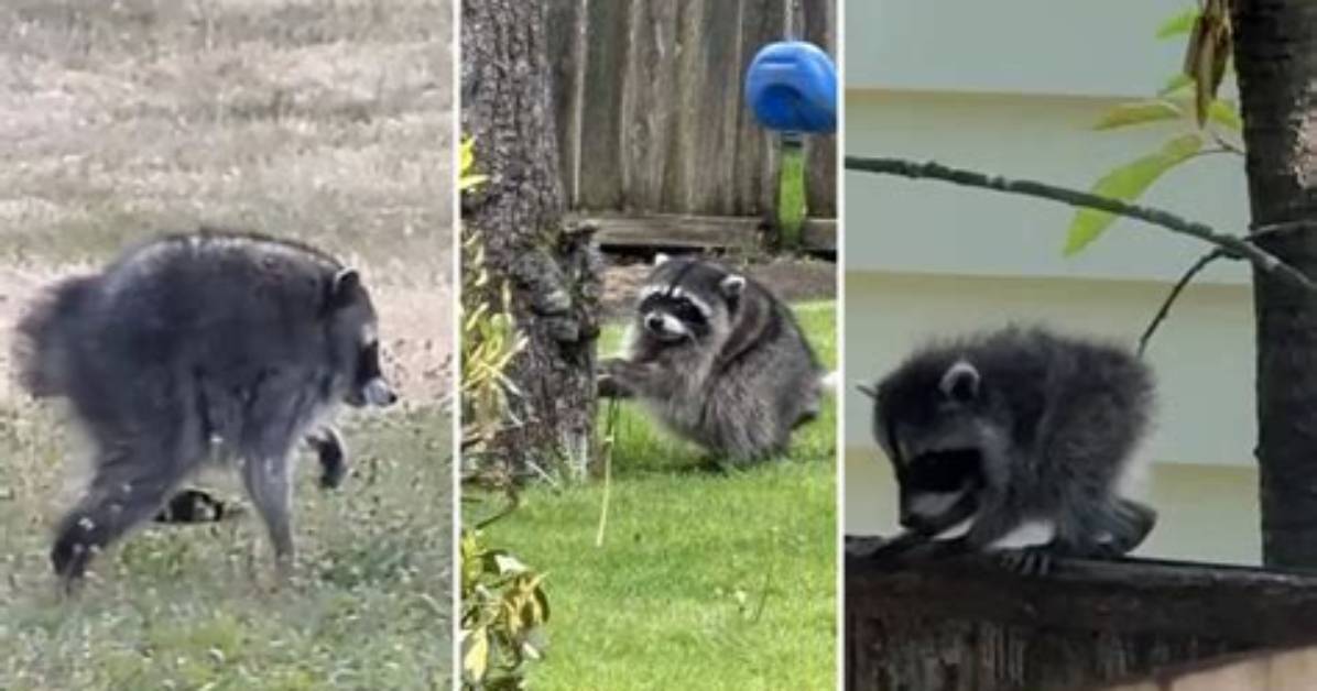 Watch Jimothy in Action Inside the Viral Video Baffling