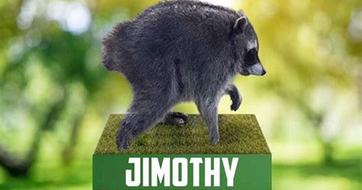 Watch the Viral Video Every Jimothy the Raccoon Sighting Caught On