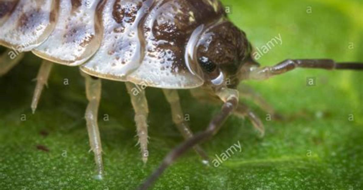 Watching a Pill Bug Hydrate Close up Microscopic Proof Of