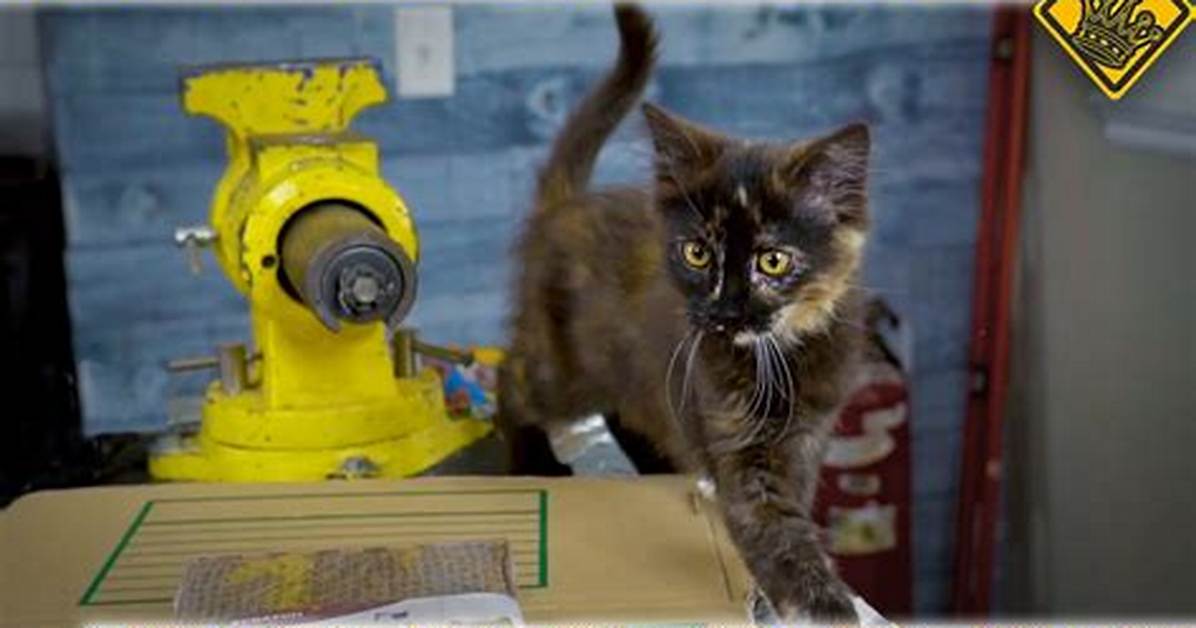 We Tested the Viral Silent Cat Hair Buzzer Real Sound Levels Safety Guards and Matted Fur