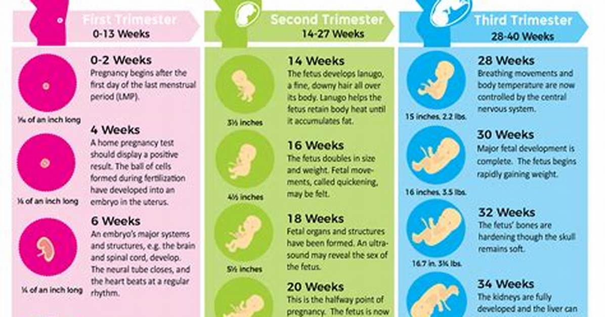 Week 22 Pregnancy Belly Guide Visual Milestones Size And