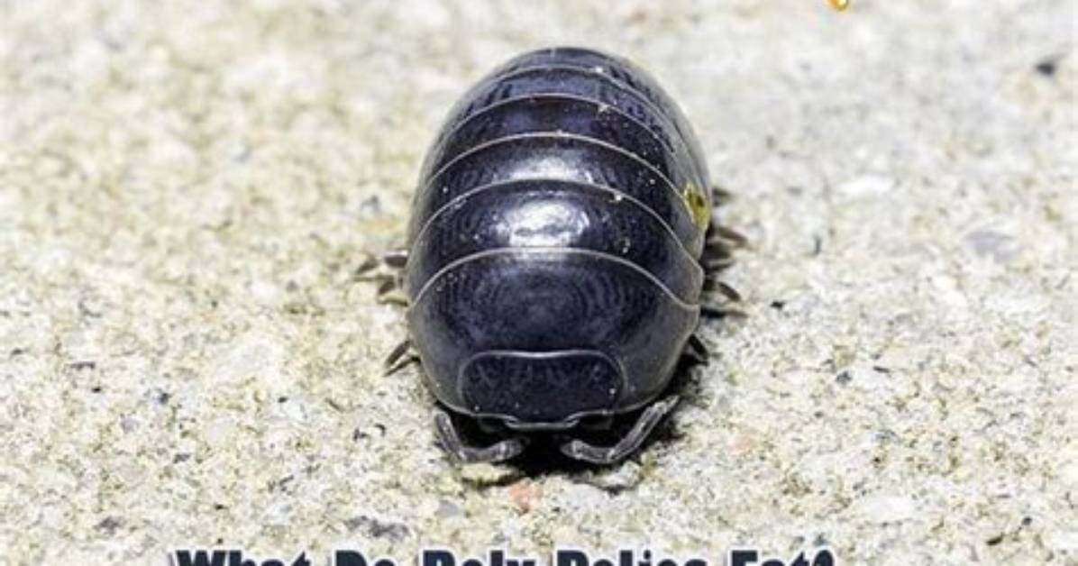 What Do Rolly Pollies Drink the Complete Hydration and Pet