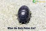 What Do Rolly Pollies Drink? the Complete Hydration and Pet Care Guide