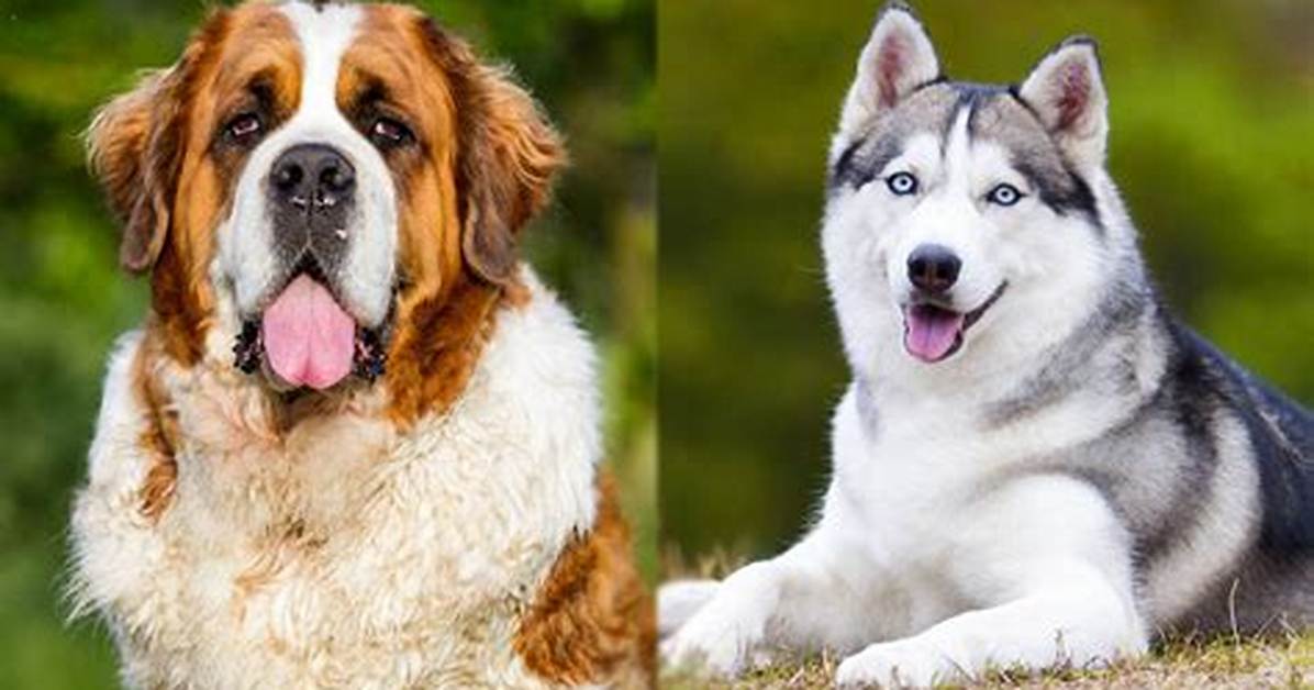 What Does a St Bernard Siberian Husky Mix Look Like Coat Eye Color And
