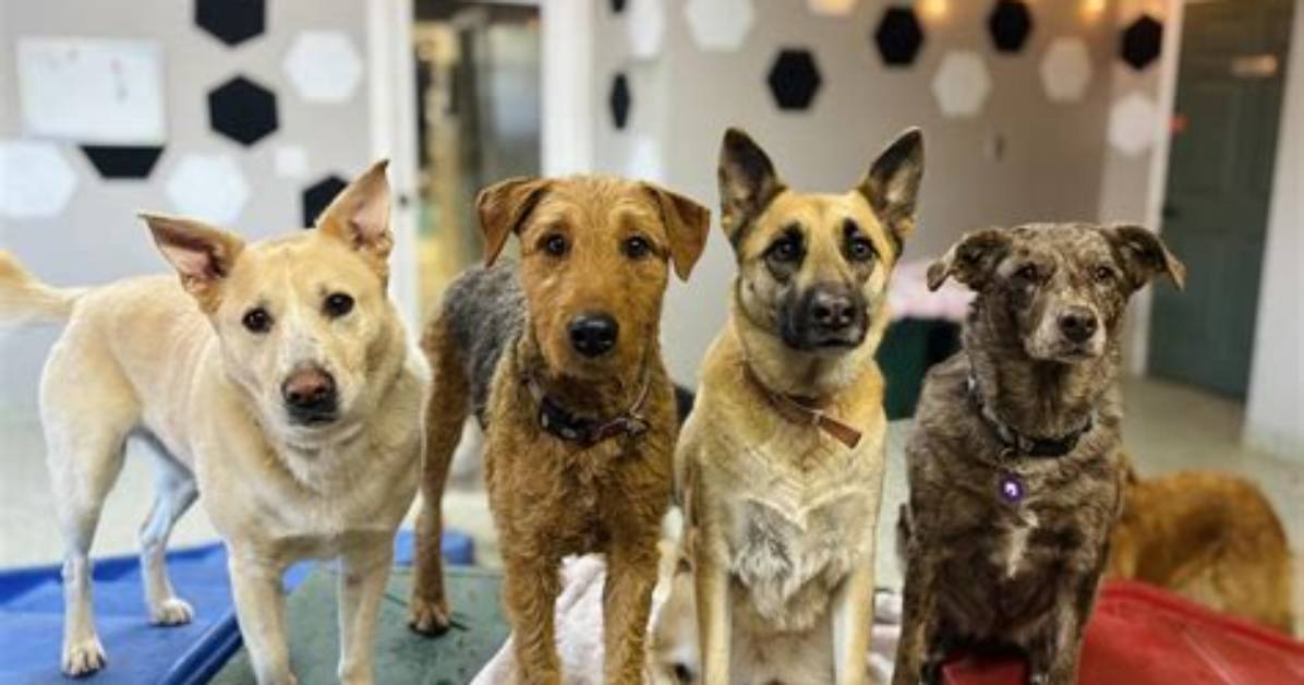What Really Happened at Camp Canine Fact Checking the Drowning Oversight And