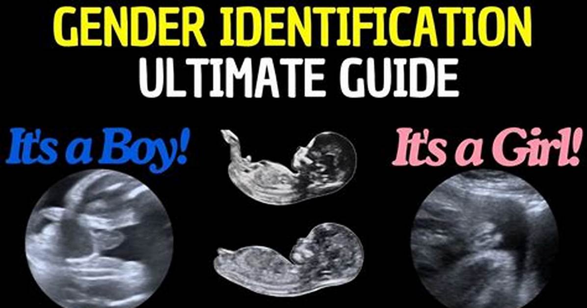 When Can You Find out Baby S Gender the Definitive