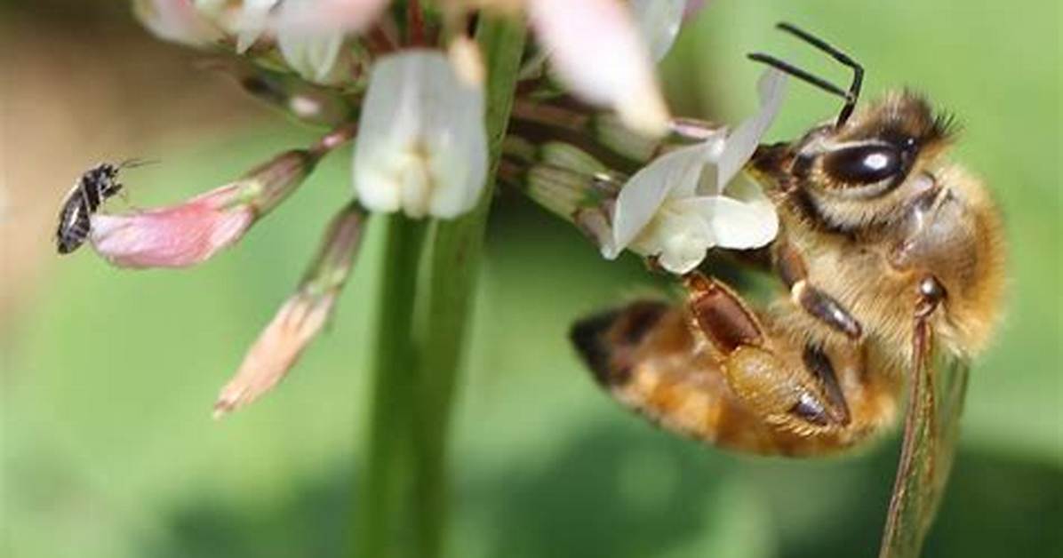 Who Is Honey Bee Bby The