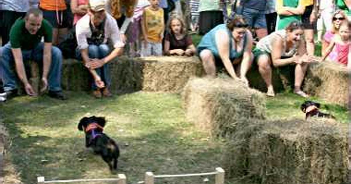 Why Are Dachshund Races Everywhere This Fall The