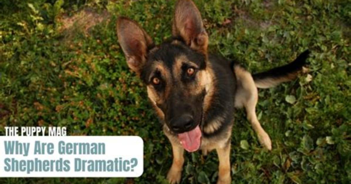 Why Are German Shepherds So Dramatic at the Vet Canine