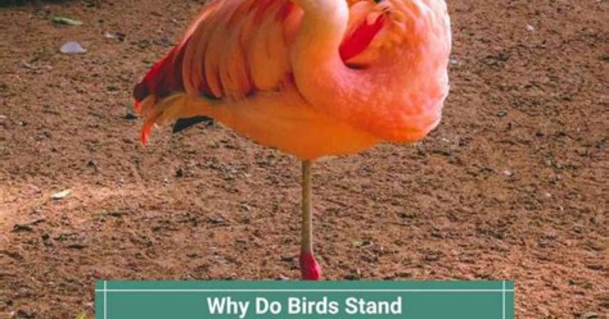 Why Do Birds Stand on One Leg the Complete Behavior