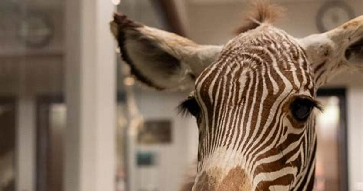 Why Doctors Call Rare Conditions Zebras the Medical Slang You Need To