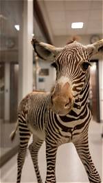 Why Doctors Call Rare Conditions 'Zebras': the Medical Slang You Need to Know