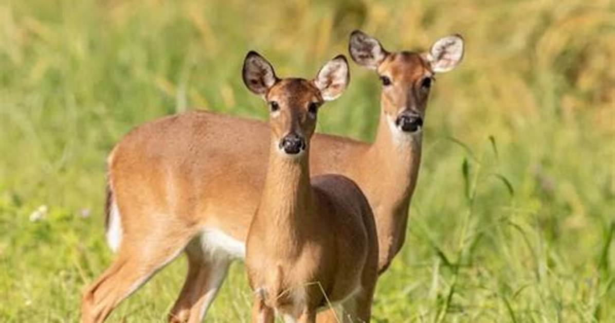 Why Does This Deer Have Moving Holes on Its Face the Viral Muntjac