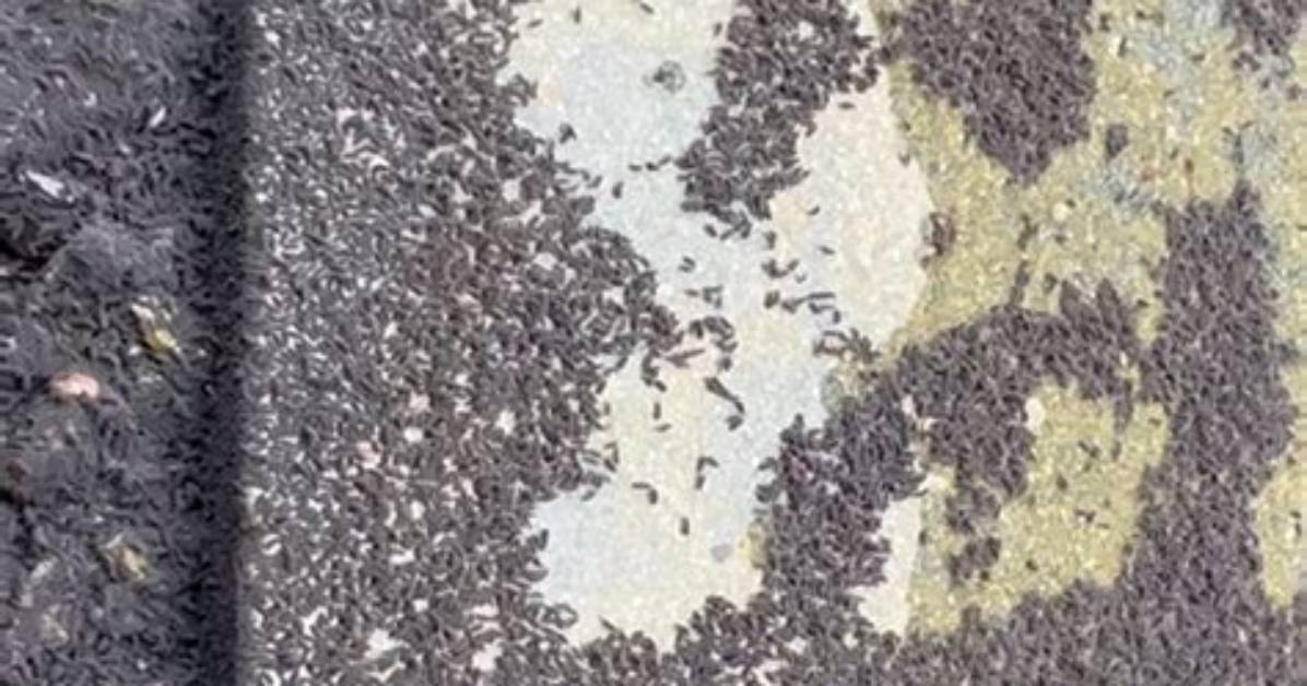 Why Swarms of Tiny Black Bugs Are Suddenly Invading Homes