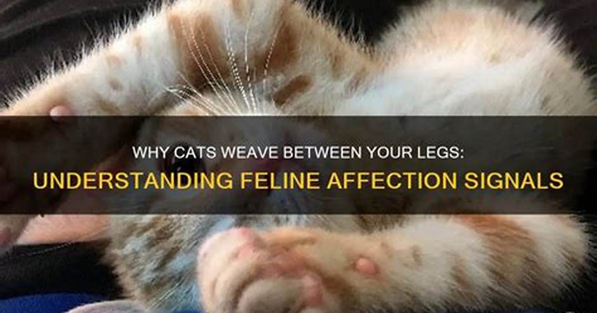 Why Your Between the Legs