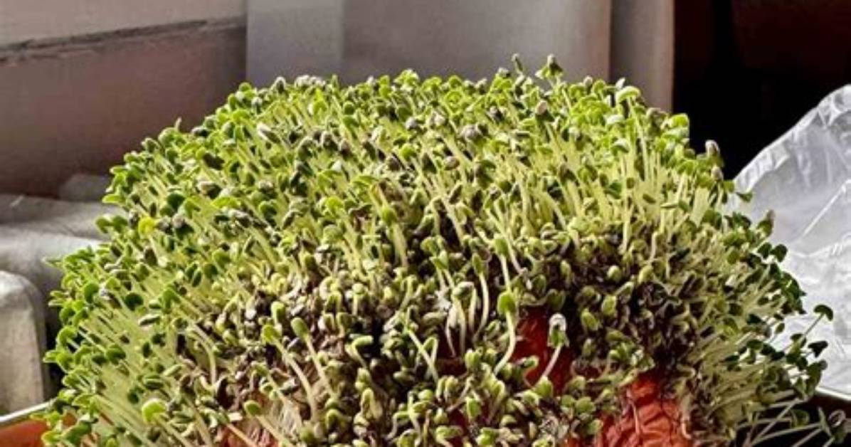 Why Your Chia Pet Fails to Sprout the Soaking Mistake Ruining