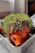 Why Your Chia Pet Fails to Sprout: the Soaking Mistake Ruining Your Planter